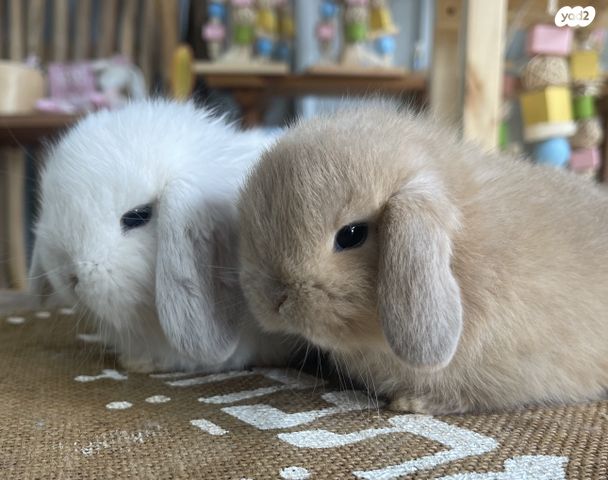 מכרסם ארנב שמוט אוזניים
