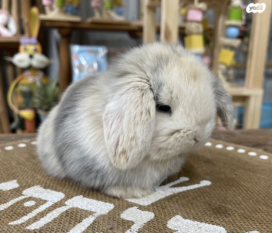 מכרסם ארנב שמוט אוזניים