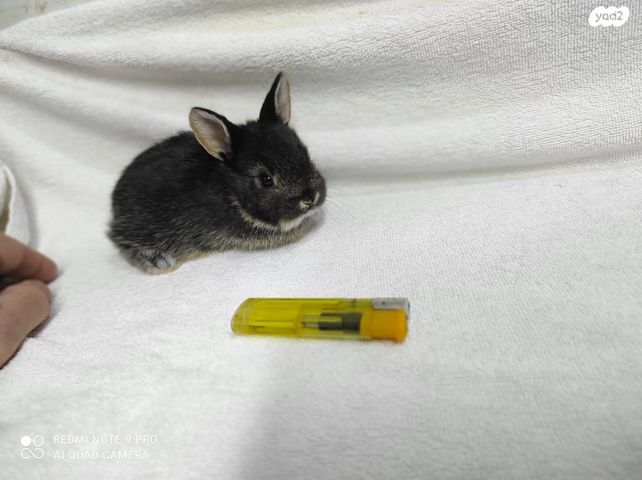 מכרסם ארנב \ שפן