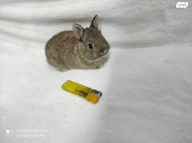 מכרסם ארנב ננסי