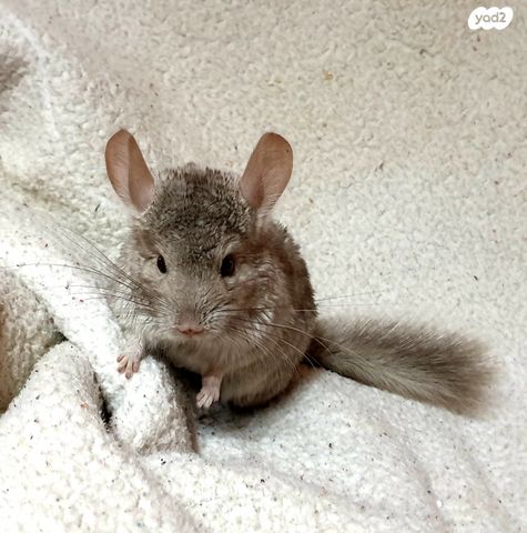 תמונת מודעה - חיות מחמד