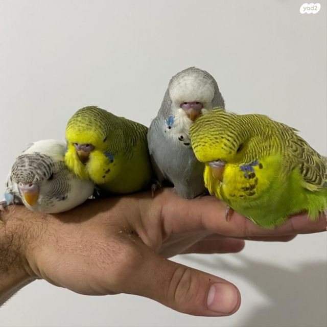 תמונת מודעה - חיות מחמד