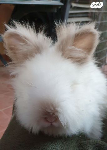 תמונת מודעה - חיות מחמד