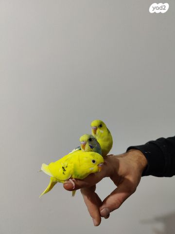 תמונת מודעה - חיות מחמד