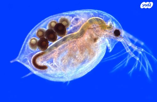 דג דגים טרופיים