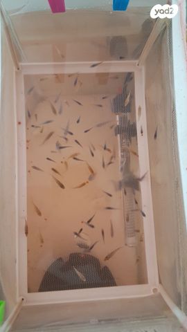 דג ציקלידים