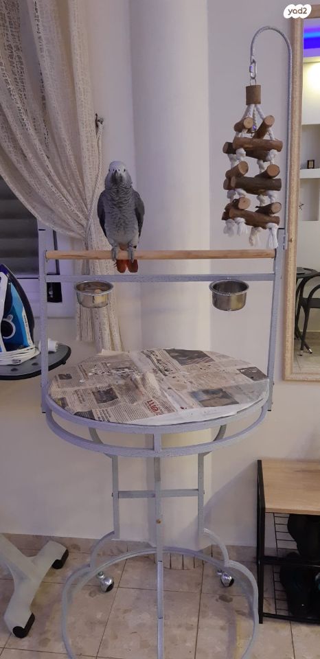 אביזרים | סטנד לתוכי