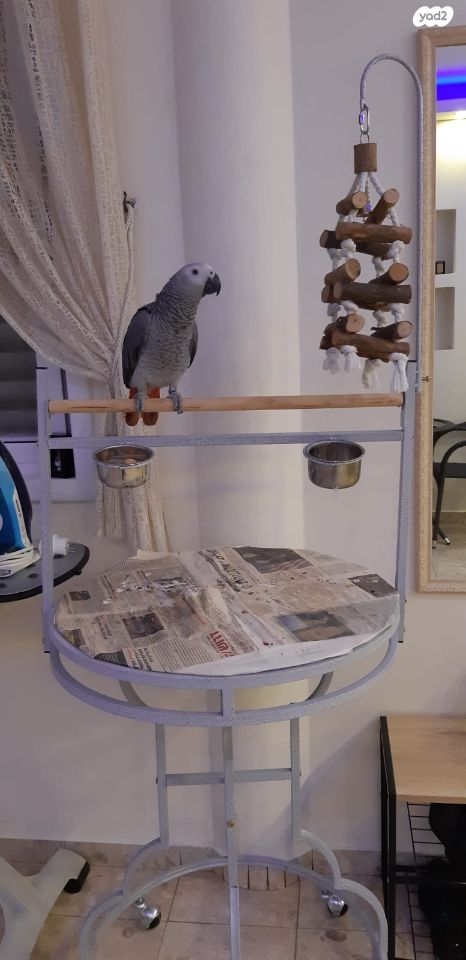 אביזרים | סטנד לתוכי