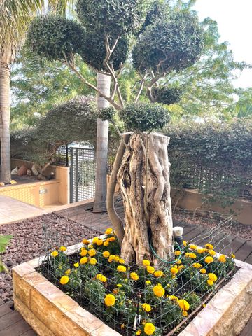 בית פרטי/ קוטג', שאר העיר, עומר