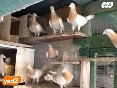 תמונת מודעה - חיות מחמד