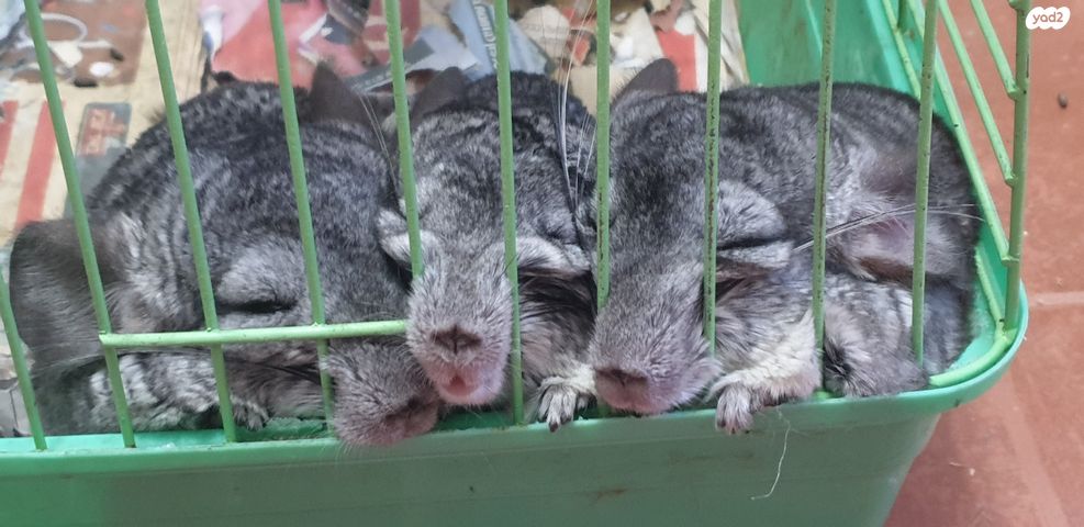 תמונת מודעה - חיות מחמד
