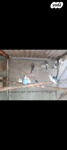 תמונת מודעה - חיות מחמד