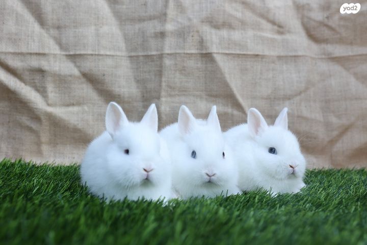 תמונת מודעה - חיות מחמד