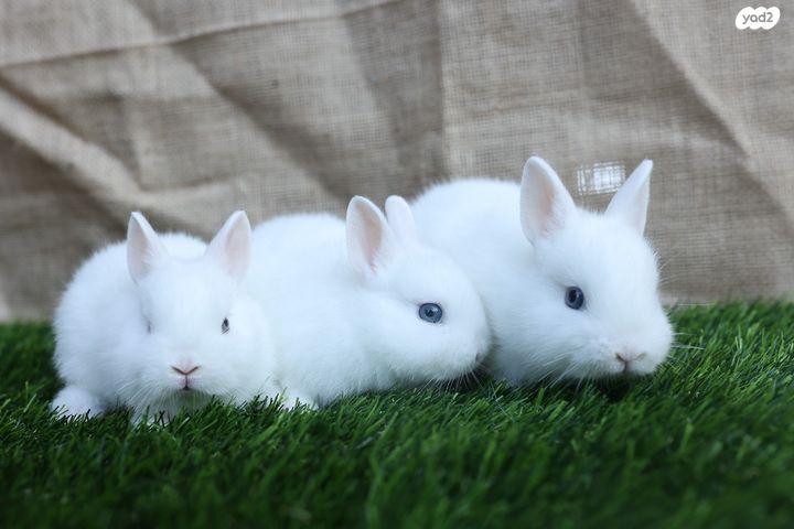 תמונת מודעה - חיות מחמד