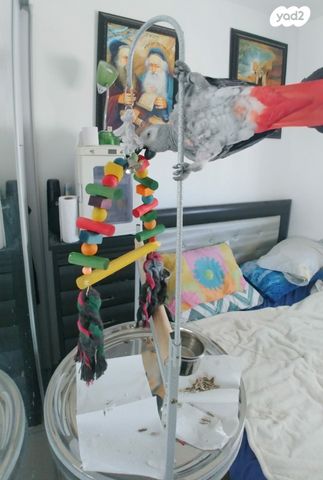 אביזרים | סטנד לתוכי