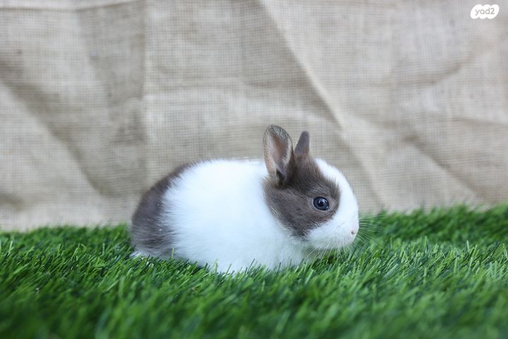 מכרסם ארנב \ שפן