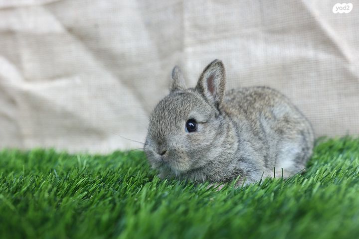 מכרסם ארנב ננסי