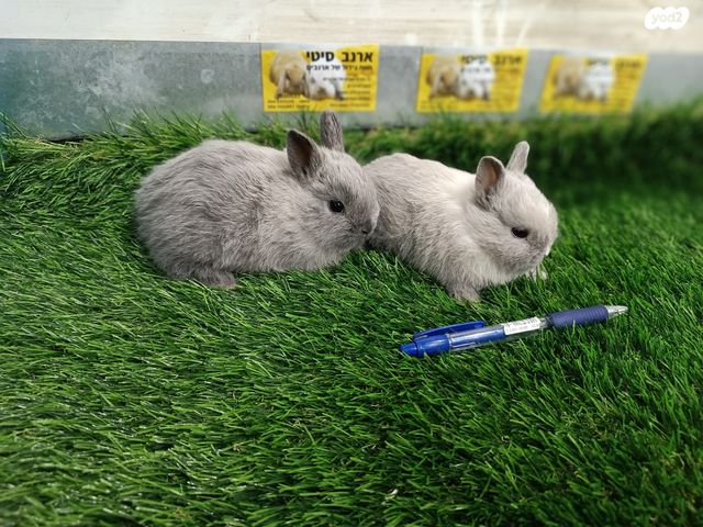 תמונת מודעה - חיות מחמד