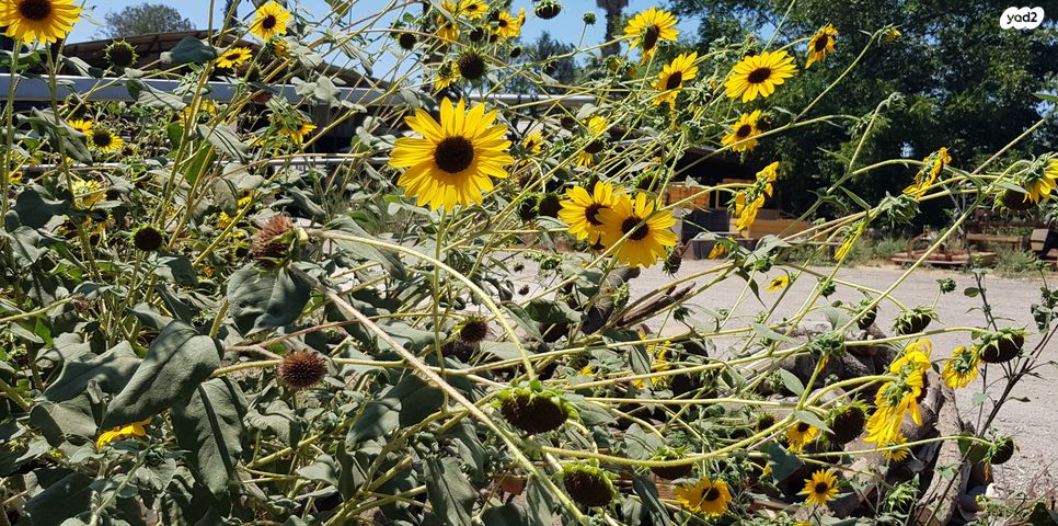 משק חקלאי/ נחלה, נהלל