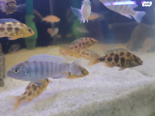 דג ציקלידים