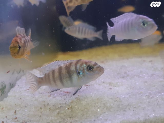 דג ציקלידים