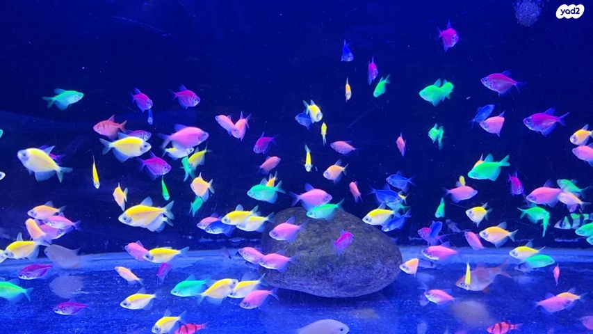 תמונת מודעה - חיות מחמד