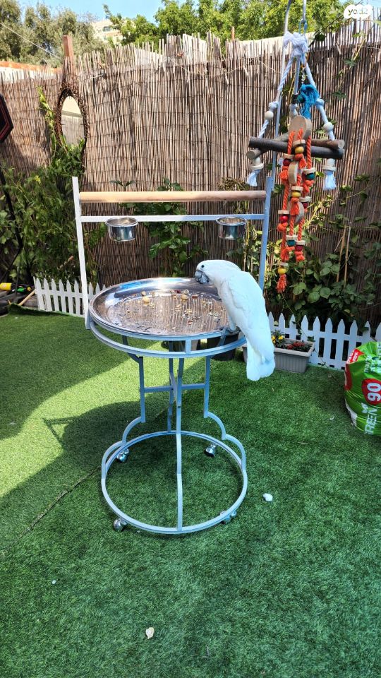 אביזרים | סטנד לתוכי