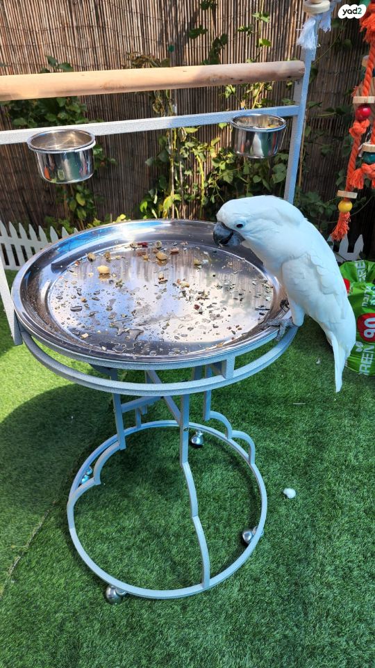 אביזרים | סטנד לתוכי