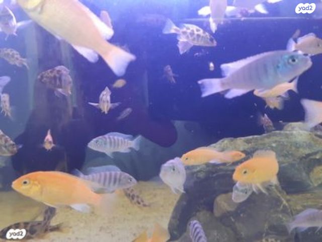 דג ציקלידים