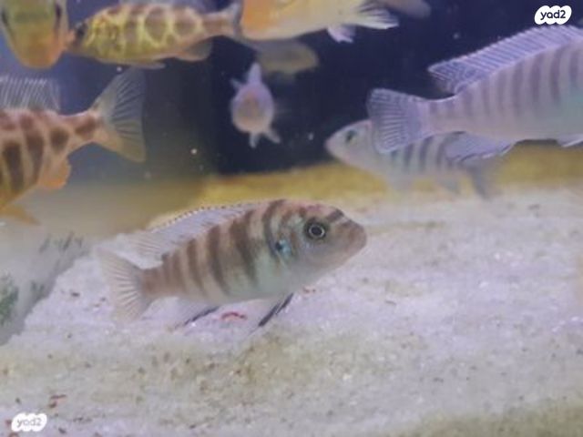 דג ציקלידים