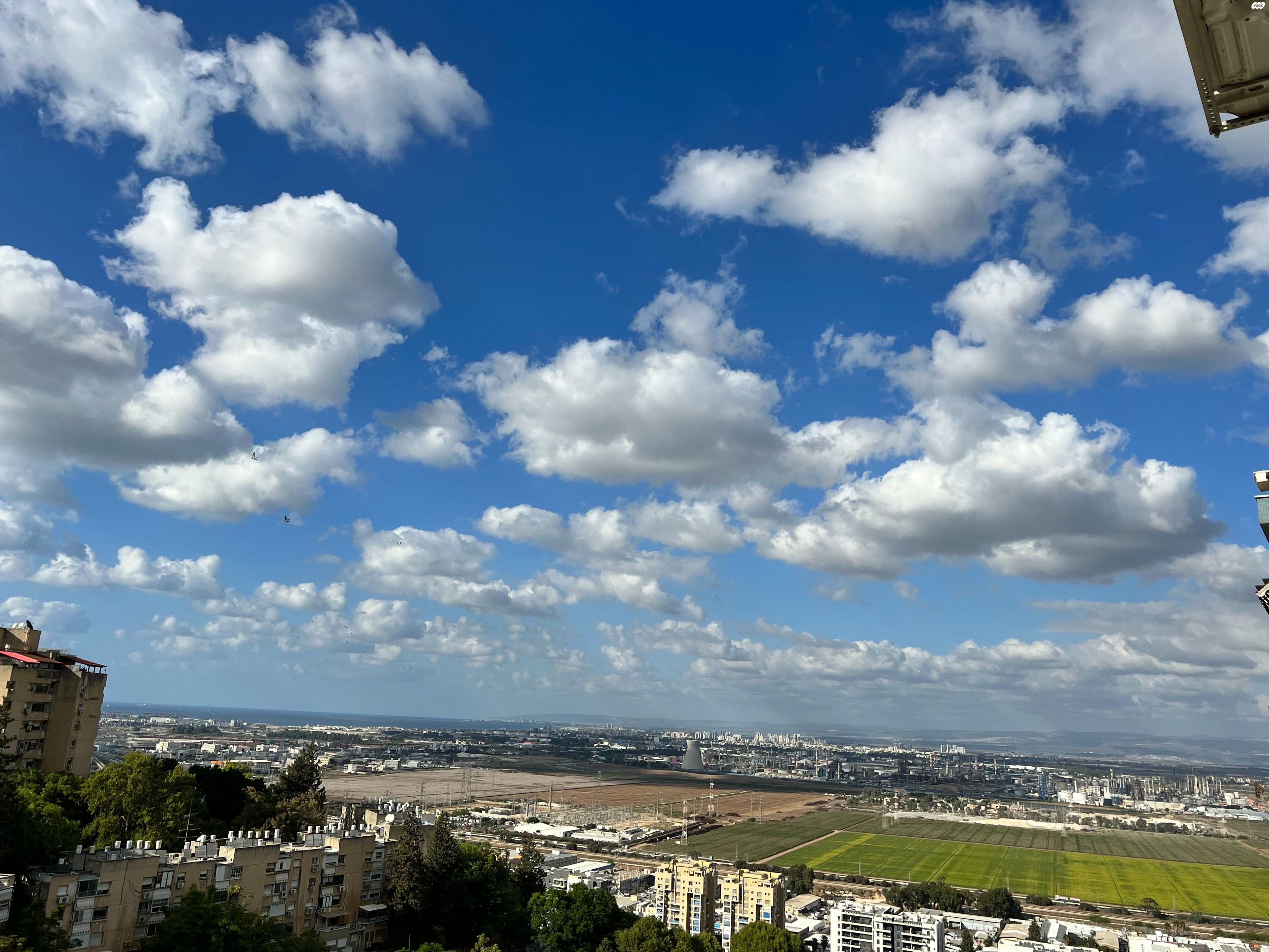 השזיף 