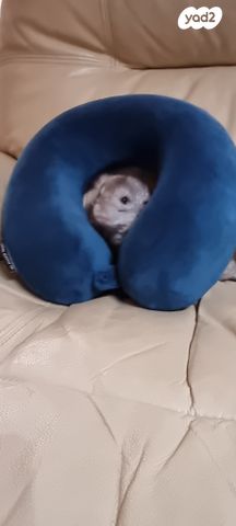 מכרסם צ'ינצ'ילה