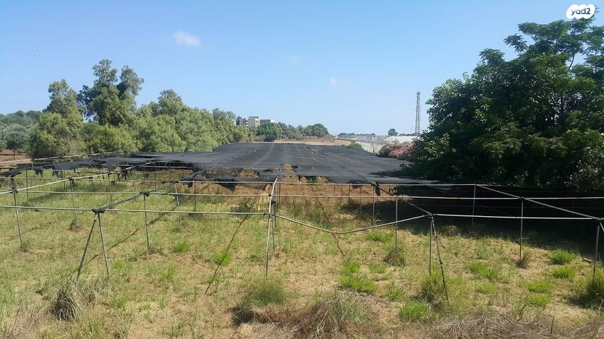 משק חקלאי/ נחלה, חבצלת השרון