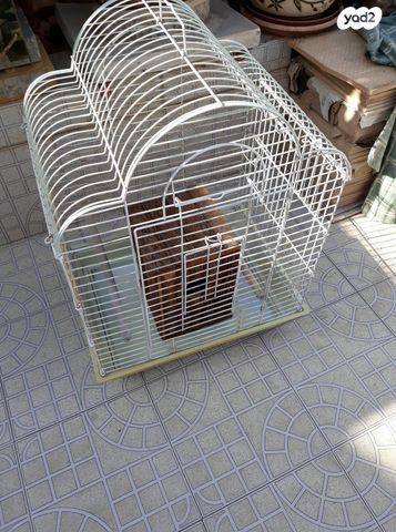 תמונת מודעה - חיות מחמד