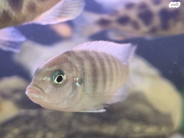 תמונת מודעה - חיות מחמד