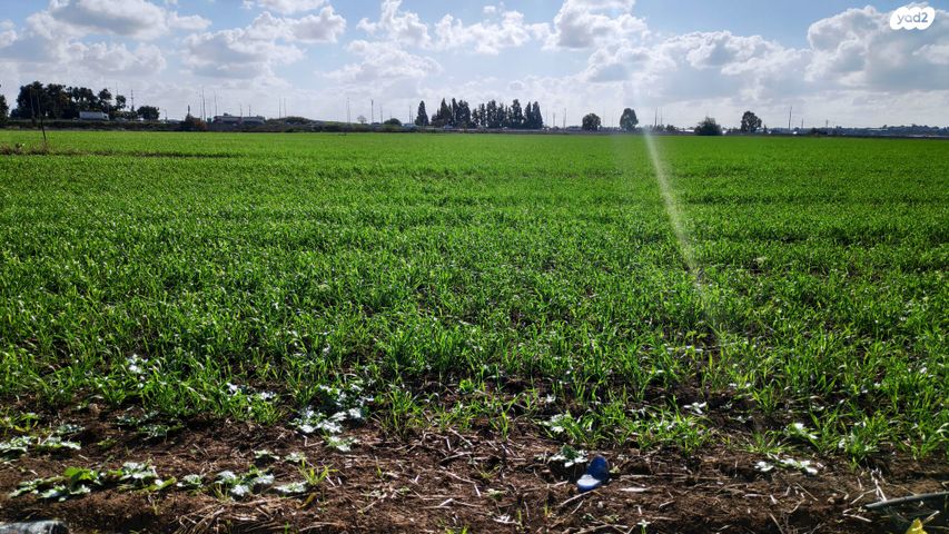חבצלת השרון