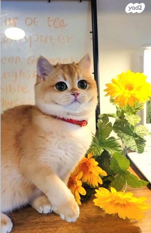 תמונת מודעה - חיות מחמד