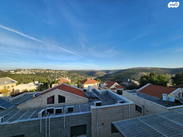 הברוש 