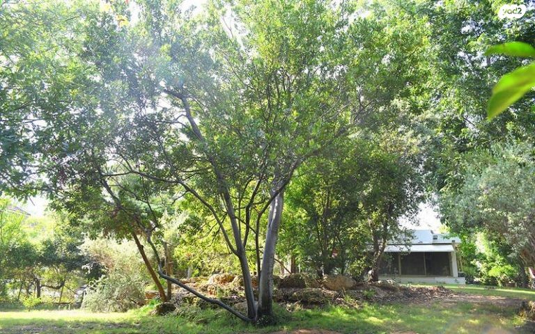 בית פרטי/ קוטג', סביון