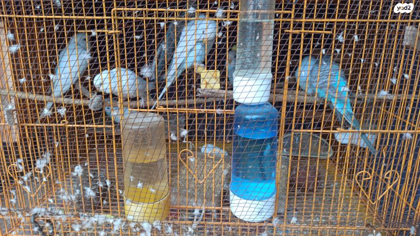 תמונת מודעה - חיות מחמד