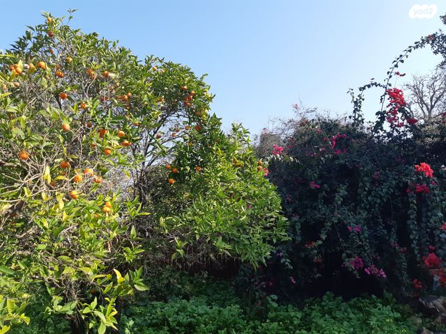 בית פרטי/ קוטג', הפועל המזרחי, כפר חסידים ב', כפר חסידים ב'