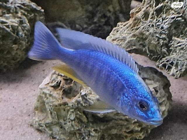 תמונת מודעה - חיות מחמד