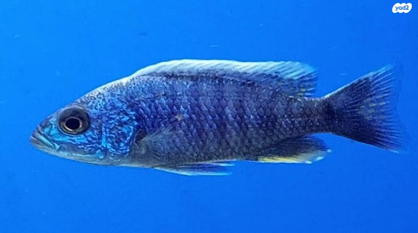 דג ציקלידים