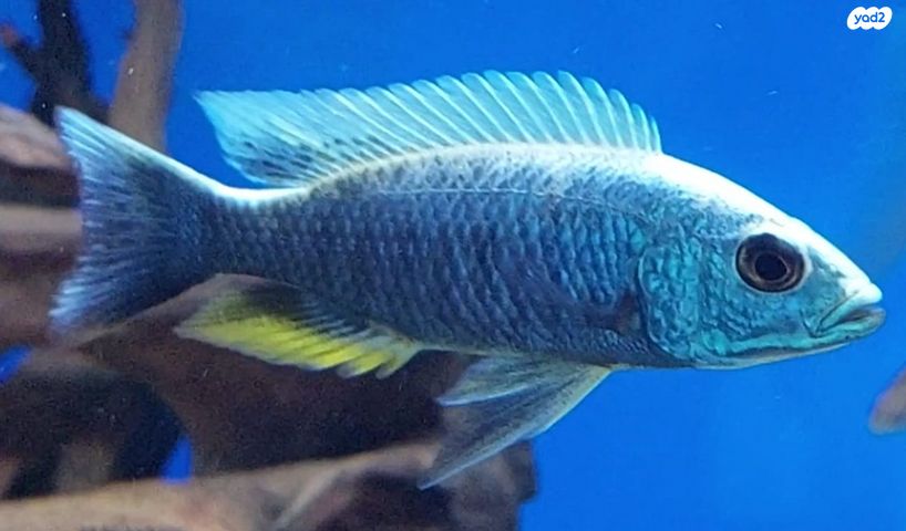 דג ציקלידים