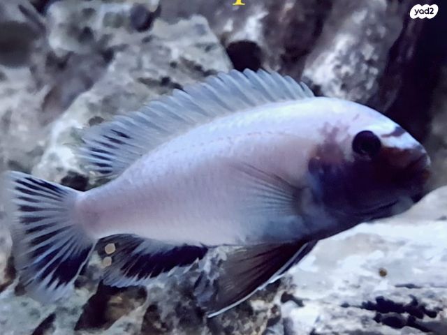 דג ציקלידים