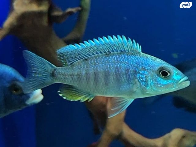 דג ציקלידים