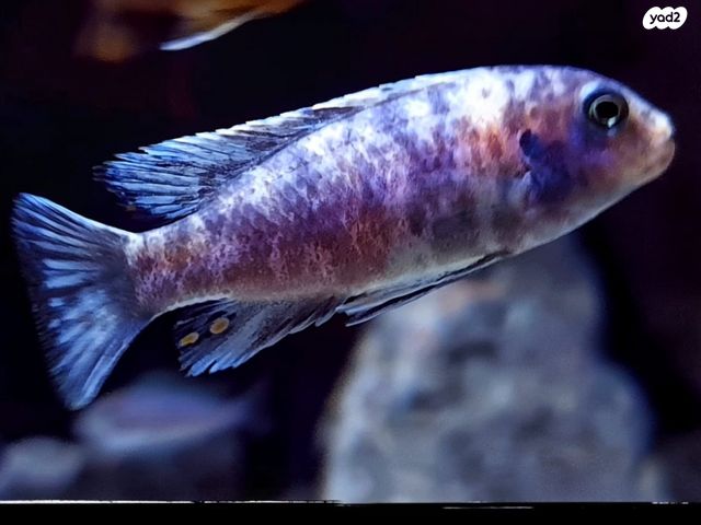 דג ציקלידים