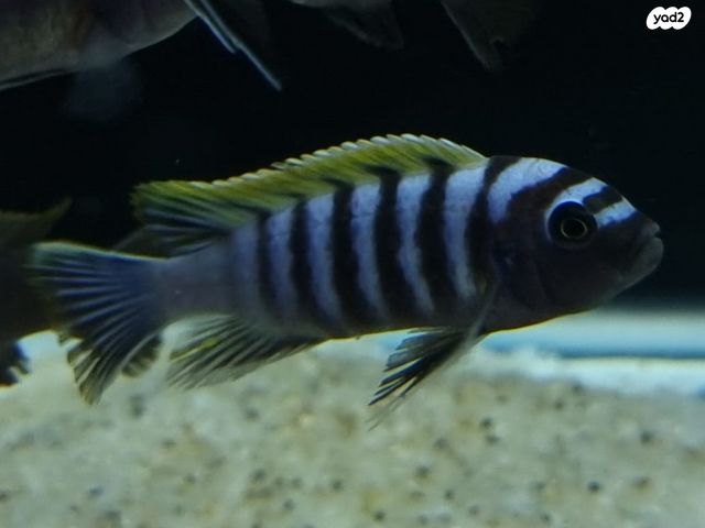 דג ציקלידים