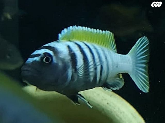 דג ציקלידים