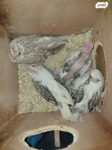 תוכי קוקוטייל